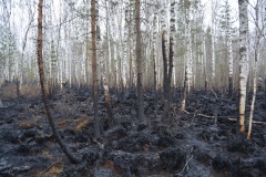 Крупный лесной пожар в Ершичском районе, 14.04.2020 - 9
