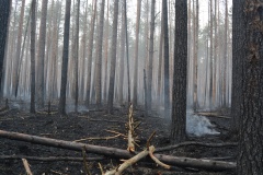 Крупный лесной пожар в Ершичском районе, 14.04.2020 - 1