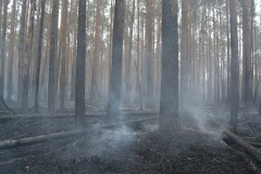 Крупный лесной пожар в Ершичском районе, 14.04.2020 - 2