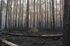 Крупный лесной пожар в Ершичском районе, 14.04.2020 - 3
