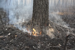 Крупный лесной пожар в Ершичском районе, 14.04.2020 - 4