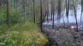 Лесные пожары 2015 - 16