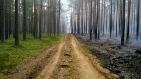 Лесные пожары 2015 - 20