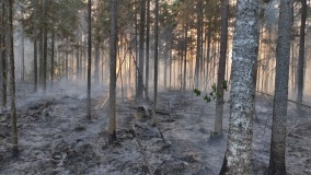Лесные пожары 2021г - 11
