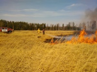Лесной пожар в Велижском районе, 13.04.2020 - 15