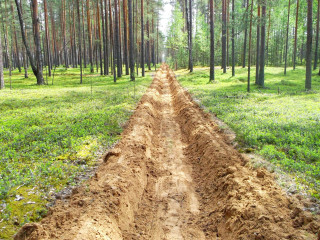 смоленщина вошла в десятку лучших регионов по ведению лесного хозяйства - фото - 1