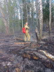 смоленщина в огне: за текущие сутки зарегистрировано 2 лесных пожара - фото - 1