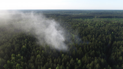 в Велижском районе произошел лесной пожар - фото - 1