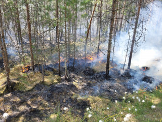 в Новодугинском районе зарегистрирован лесной пожар - фото - 1