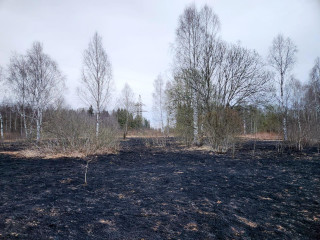 лесные пожарные защитили лес от огня - фото - 1