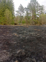 лесопожарная служба спасла лес от огня - фото - 1